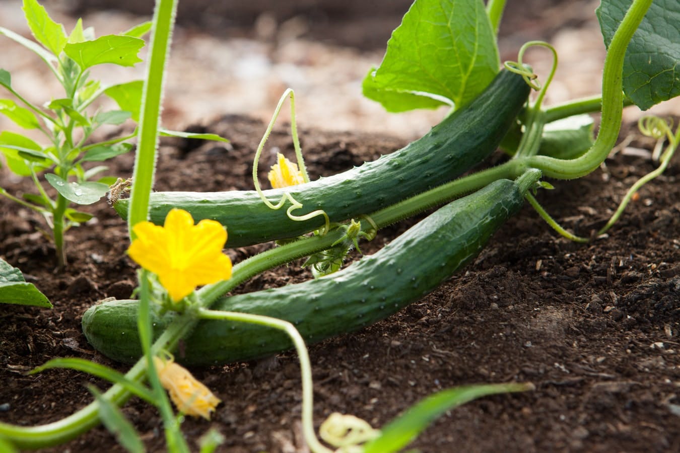 We're serious about cucumbers, and helping your business grow